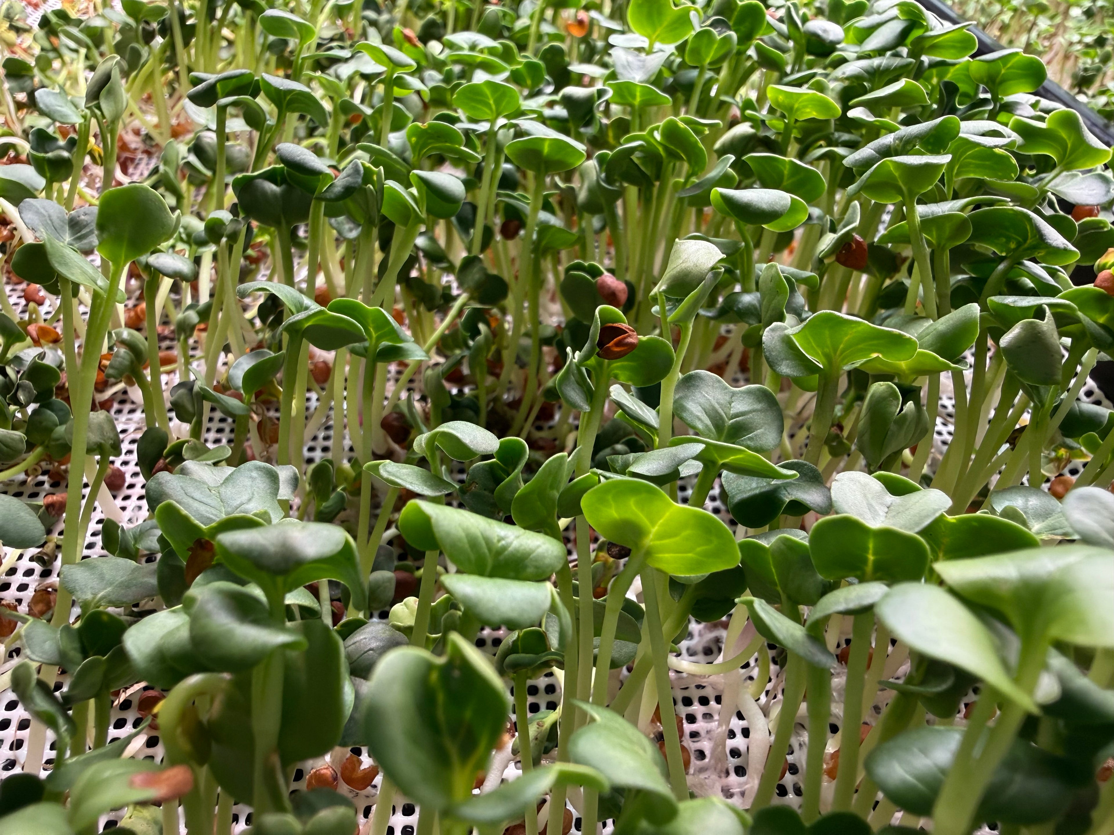 Radish Microgreens (2oz)